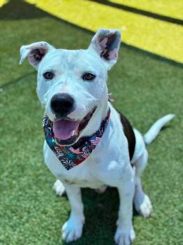 Boom --Courtesy Post. Out of town pet. See below for details-- -  Pit Bull Terrier Dog for Adoption in Eagle, Idaho - Boom --Courtesy Post. Out Of Town Pet. See Below For Details-- | PetCurious