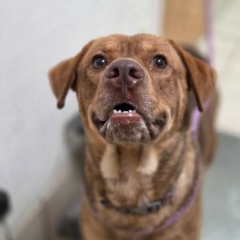 Dunn -  Mixed Breed Dog for Adoption in Charleston, West Virginia - Dunn | PetCurious