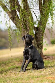 Rescue Great Dane and Labrador Retriever Dogs for Adoption in Enterprise, Alabama - Dante | PetCurious