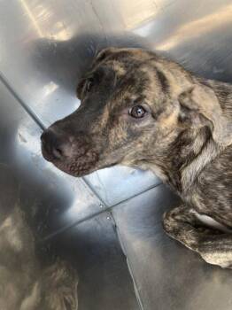 SCARLETT -  Mixed Breed Dog for Adoption in Dallas, Texas - SCARLETT | PetCurious