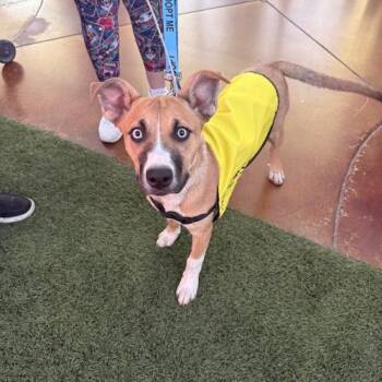 Labrador Retriever and Husky Dogs Available for Adoption in Glendale, Arizona - Luna | PetCurious