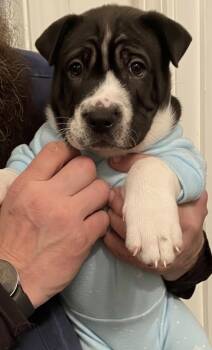 Shar Pei Dogs Available for Adoption - Draco! Sweet Baby  | PetCurious