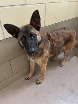 German Shepherd Dog Dogs Available for Adoption in Riverside, California - DIANE | PetCurious