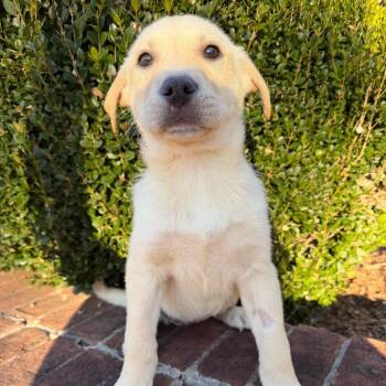 Kitty -  Mixed Breed Dog for Adoption in Brownsboro, Alabama - Kitty | PetCurious