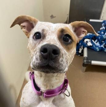 Mango -  Pit Bull Terrier and Australian Cattle Dog Blue Heeler Dog for Adoption in Vancouver, Washington - Mango | PetCurious