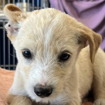 Mixed Breed Dogs Available for Adoption in Las Cruces, New Mexico - Wine | PetCurious