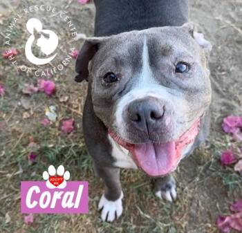 Coral -  American Bulldog Dog for Adoption in Coachella, California - Coral | PetCurious
