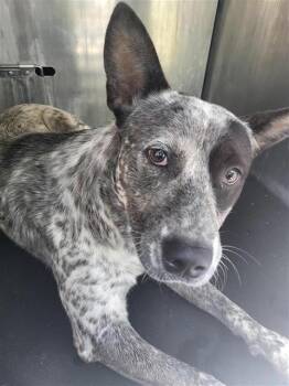 LENNIE -  Australian Cattle Dog Blue Heeler Dog for Adoption in San Antonio, Texas - LENNIE | PetCurious