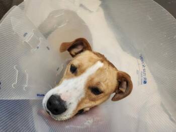 CASHEW -  Mixed Breed Dog for Adoption in Santa Fe, New Mexico - CASHEW | PetCurious