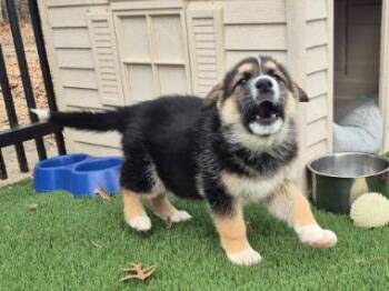 Great Pyrenees and German Shepherd Dog Dogs Available for Adoption - Betty