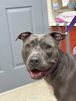 Gator -  Pit Bull Terrier and Mixed Breed Dog for Adoption in Conway, Arkansas - Gator | PetCurious