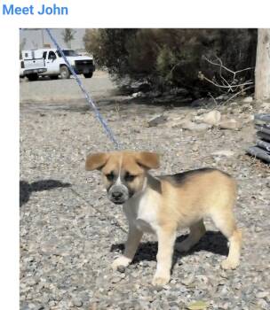 Little John -  Australian Cattle Dog Blue Heeler Dog for Adoption in Salt Lake City, Utah - Little John | PetCurious