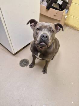 VELVET HIPPO -  American Bulldog Dog for Adoption in Crossville, Tennessee - VELVET HIPPO | PetCurious