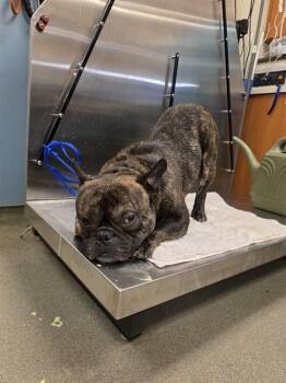 JOSHY -  French Bulldog and Mixed Breed Dog for Adoption in Doral, Florida - JOSHY | PetCurious