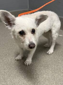 BETTY WHITE -  Terrier and Mixed Breed Dog for Adoption in Las Vegas, Nevada - BETTY WHITE | PetCurious