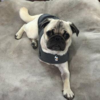 Pug Dogs Available for Adoption in Alvin, Texas - Michael | PetCurious
