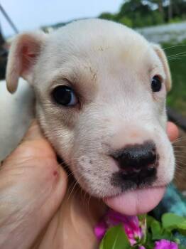 Charles Dickens -  Pit Bull Terrier Dog for Adoption in Pottstown, Pennsylvania - Charles Dickens | PetCurious