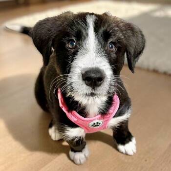 Grace -  Wirehaired Terrier Dog for Adoption in Austin, Texas - Grace | PetCurious
