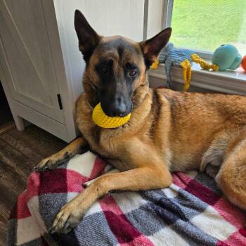 Belgian Shepherd Malinois Dogs Available for Adoption - Rocky | PetCurious