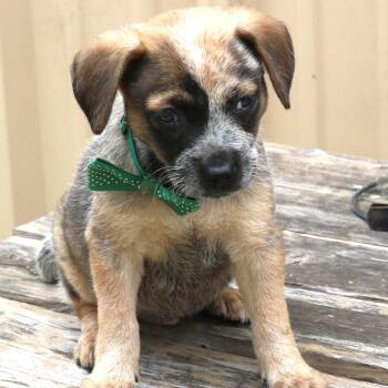 Australian Cattle Dog Blue Heeler Dogs Available for Adoption in Bandera, Texas - Louie | PetCurious
