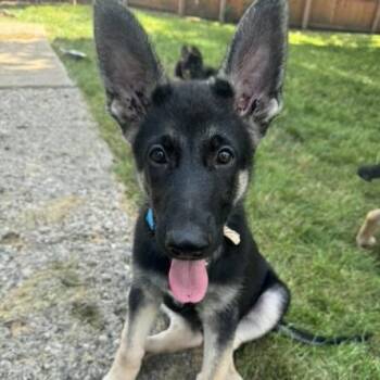 Woody -  German Shepherd Dog and Akita Dog for Adoption in Van Horne, Iowa - Woody | PetCurious