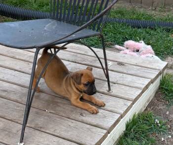 Sadie -  Boxer and Labrador Retriever Dog for Adoption in North Freedom, Wisconsin - Sadie | PetCurious