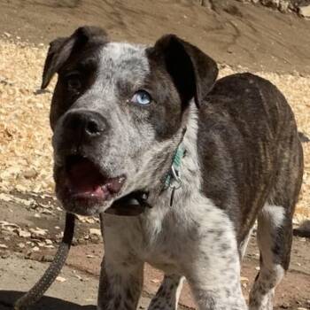 Australian Cattle Dog Blue Heeler Dogs Available for Adoption - Asher | PetCurious