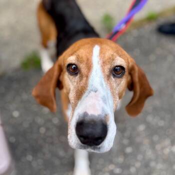 Georgia -  Mixed Breed Dog for Adoption in Westhampton, New York - Georgia | PetCurious