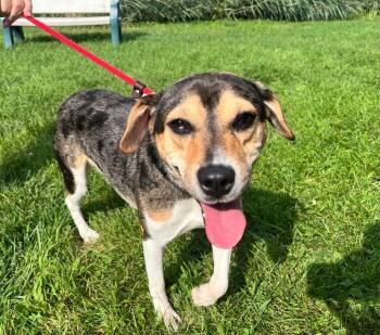 Talulah -  Australian Shepherd and Hound Dog for Adoption in Shorewood, Illinois - Talulah | PetCurious