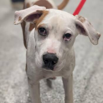 Buster Brown -  Terrier and Hound Dog for Adoption in Nashville, Tennessee - Buster Brown | PetCurious