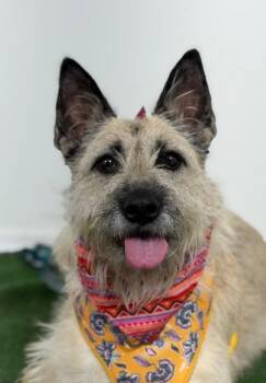 Schnauzer and Border Terrier Dogs Available for Adoption in Carlsbad, California - Luna Bear | PetCurious