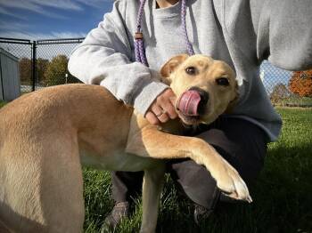Rescue Mixed Breed Dogs for Adoption in Greensburg, Indiana - Silo | PetCurious