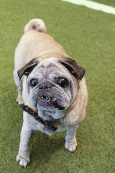 Pug Dogs Available for Adoption in Gardena, California - Puddle | PetCurious