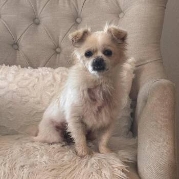 Rescue Pekingese Dogs for Adoption in Clayton, California - Lady | PetCurious