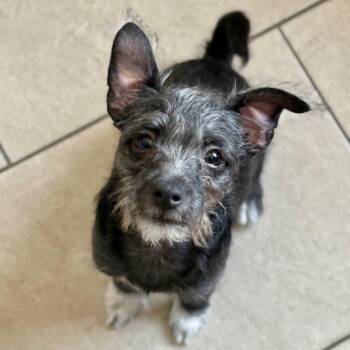 Arlo Guthrie -  Terrier and Mixed Breed Dog for Adoption in San Pablo, California - Arlo Guthrie | PetCurious