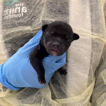 Pit Bull Terrier Dogs Available for Adoption - CASHEW | PetCurious