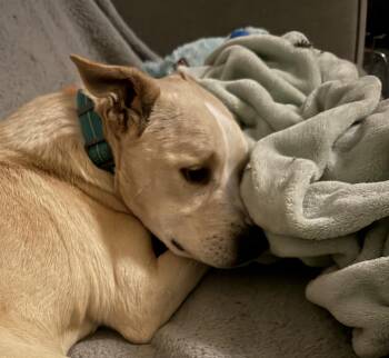 Terrier and Chihuahua Dogs Available for Adoption - Shadow | PetCurious