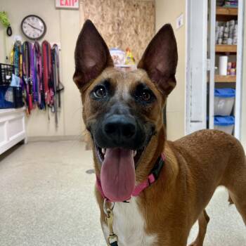 Marie -  German Shepherd Dog and Mixed Breed Dog for Adoption in Riverwoods, Illinois - Marie | PetCurious