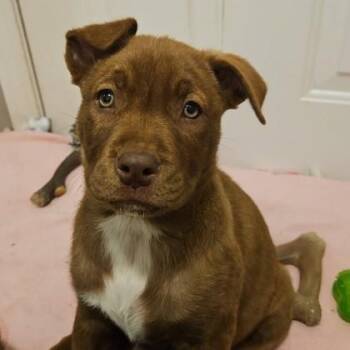 Shepherd and Boxer Dogs Available for Adoption - Everest | PetCurious