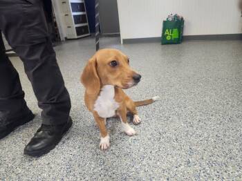 Beagle and Mixed Breed Dogs Available for Adoption in Athens, Alabama - FLANAGAN | PetCurious