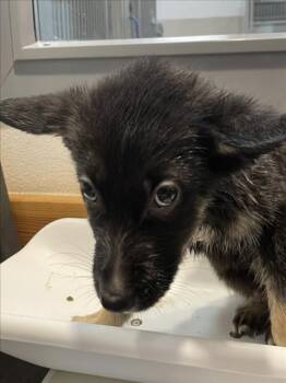 German Shepherd Dog Dogs Available for Adoption in Tracy, California - AZALEA | PetCurious