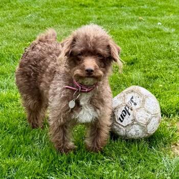 Rescue Terrier Dogs for Adoption in Richmond, California - MOSEY | PetCurious