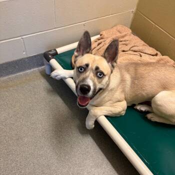 German Shepherd Dog and Husky Dogs Available for Adoption in Concord, New Hampshire - London | PetCurious