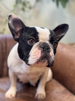 French Bulldog Dogs Available for Adoption - Zero | PetCurious