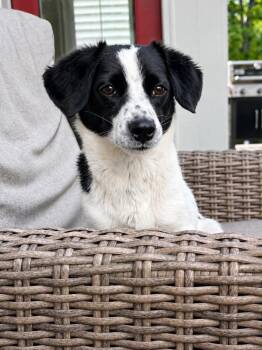 Dottie -  Spaniel and Collie Dog for Adoption in Boulder, Colorado - Dottie | PetCurious