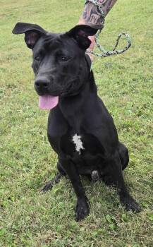 Rescue Boxer and Staffordshire Bull Terrier Dogs for Adoption in Larned, Kansas - Duke | PetCurious