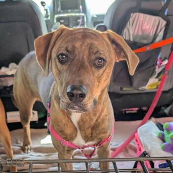 Rescue Australian Shepherd Dogs for Adoption in Las Vegas, Nevada - Luna Az PDR/Chloe | PetCurious