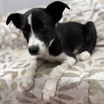 Border Collie and Mixed Breed Dogs Available for Adoption - Kerplunk | PetCurious