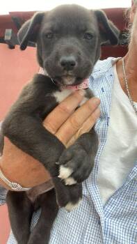 Jett -  Border Collie Dog for Adoption in Rollingwood, Texas - Jett | PetCurious