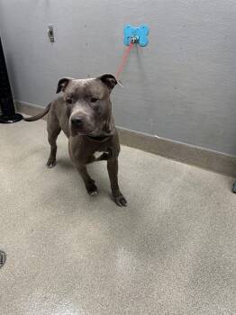 FLYWEIGHT -  Pit Bull Terrier Dog for Adoption in Las Vegas, Nevada - FLYWEIGHT | PetCurious